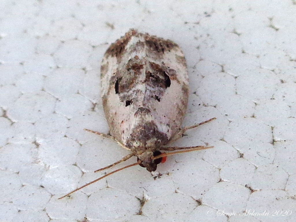 ID Falena: Elaphria venustula - Noctuidae